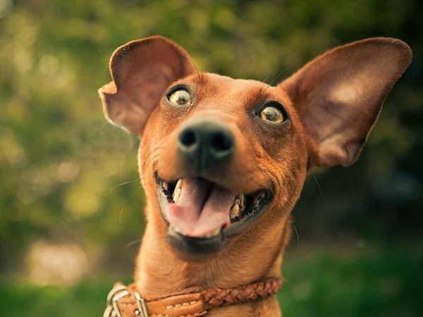 Юмор для поднятия настроения