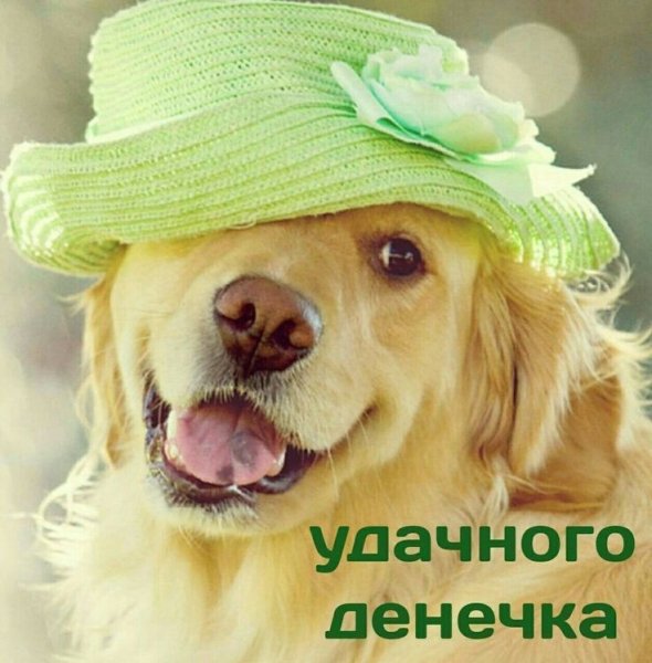 Хорошего дня с животными