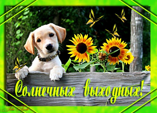 Солнечных выходных и отличного настроения