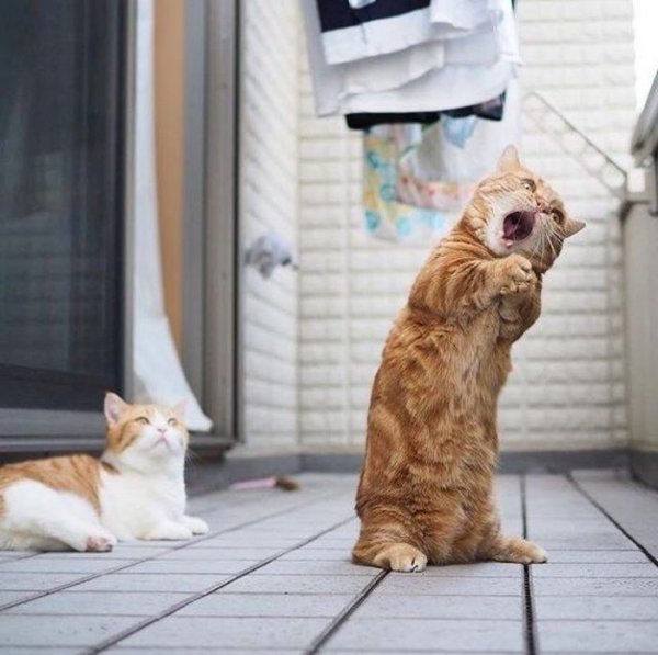 Кошки юмор