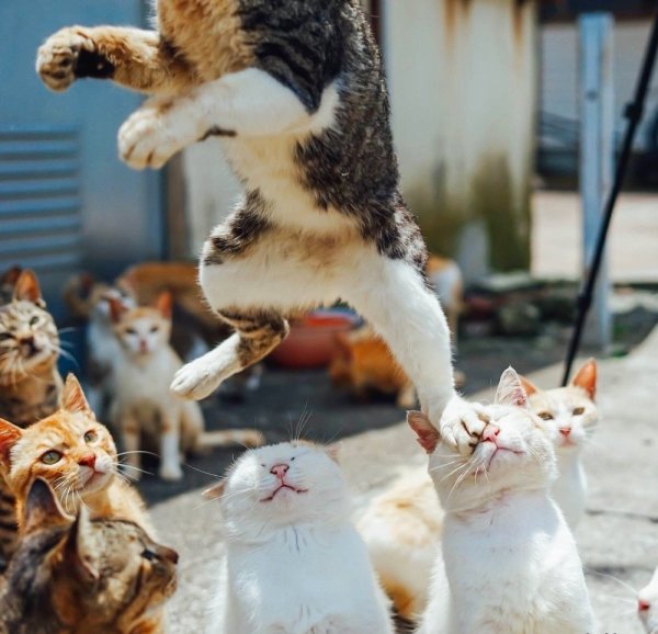 Позитивный котик