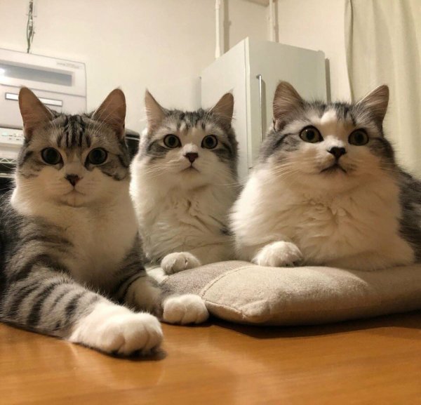 Коты для поднятия настроения