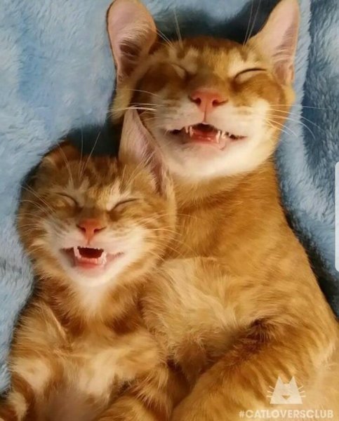 Коты смеются