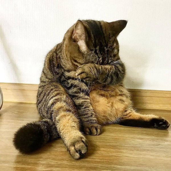 Обиженные котики