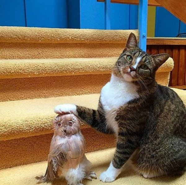 Кошки юмор