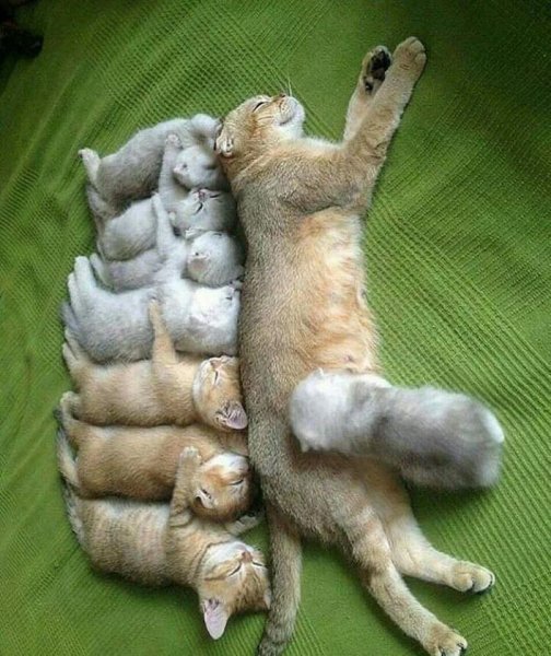 Смешные котята