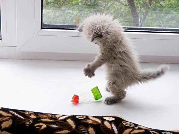 Энергичные котята