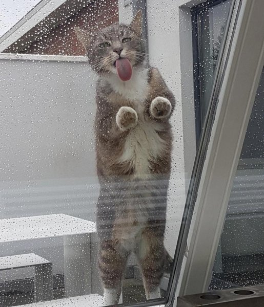 Котики для поднятия настроения