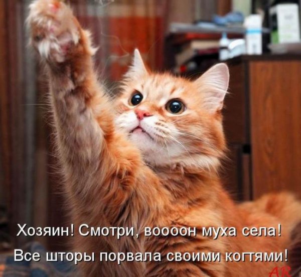 Котики для поднятия настроения