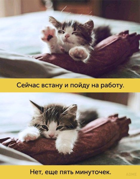 Котики для поднятия настроения