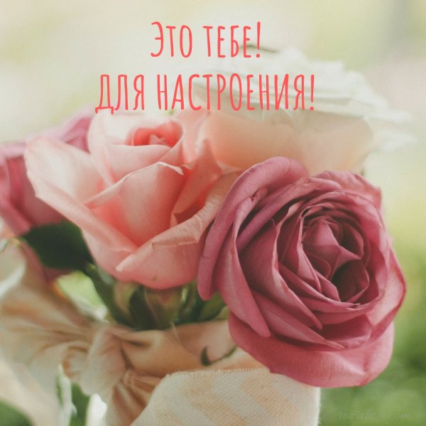 Цветы для девушки для настроение