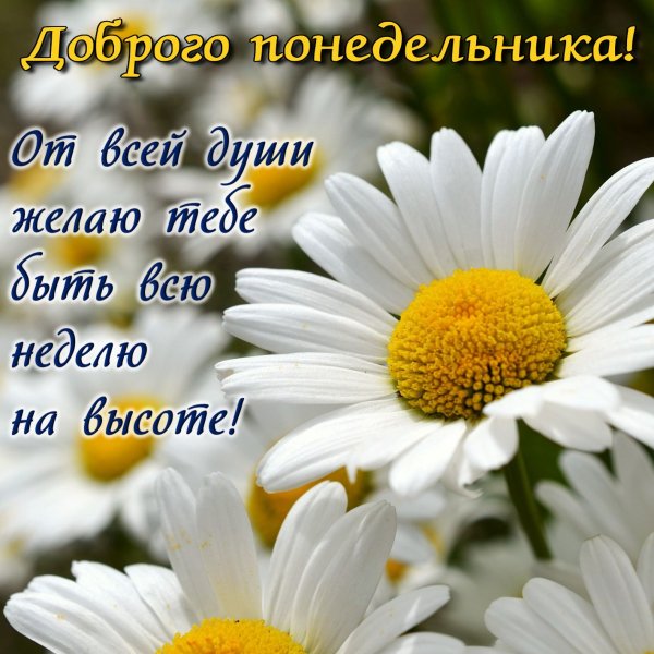 Красивое поздравление с понедельником