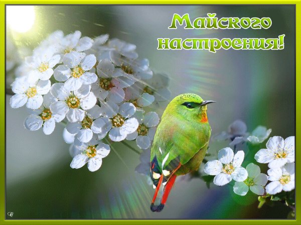 Весеннего настроения и хорошего дня