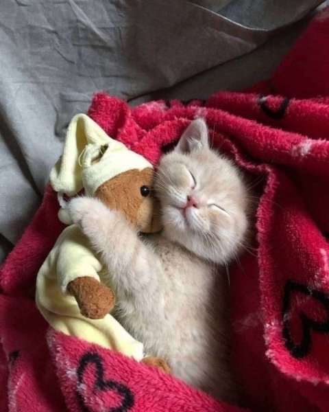 Котенок. Спокойной ночи!