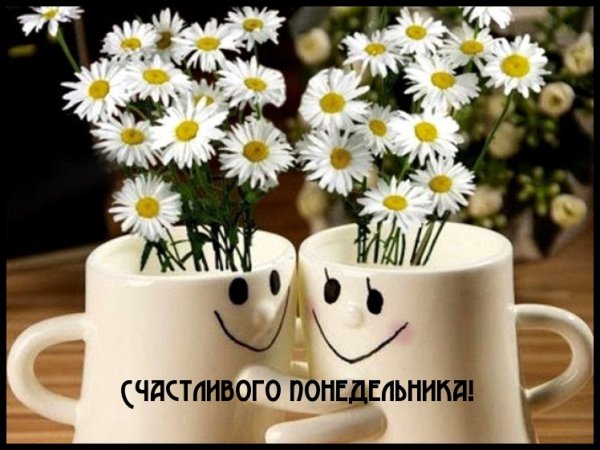 Доброго понедельника ромашки