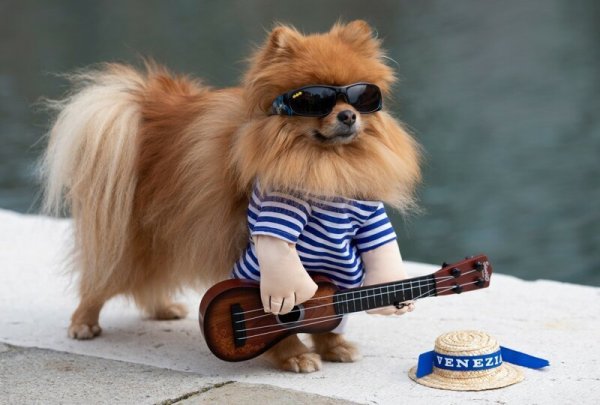 Смешные животные для настроения