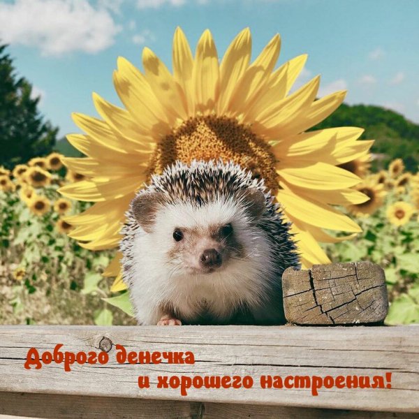 Позитивные картиночки для настроения