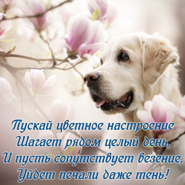 Нежная собака