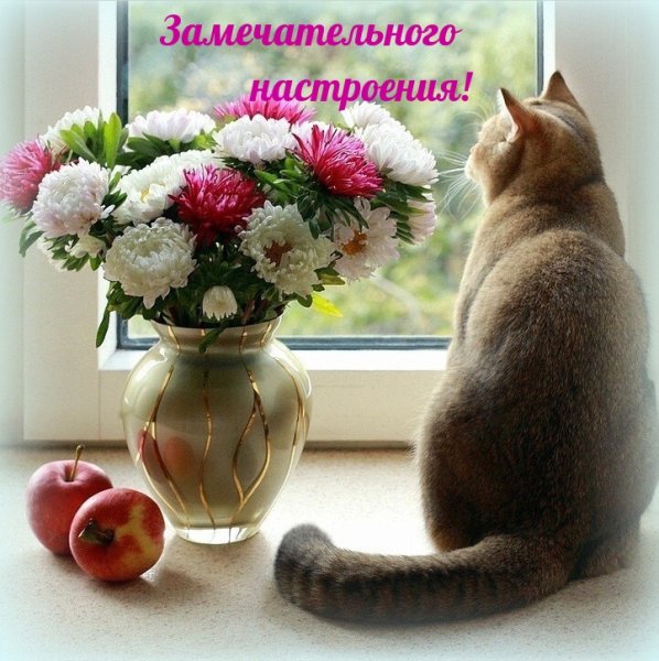 Хорошего воскресного дня с животными