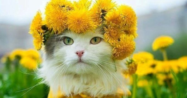 Кот в венке из одуванчиков