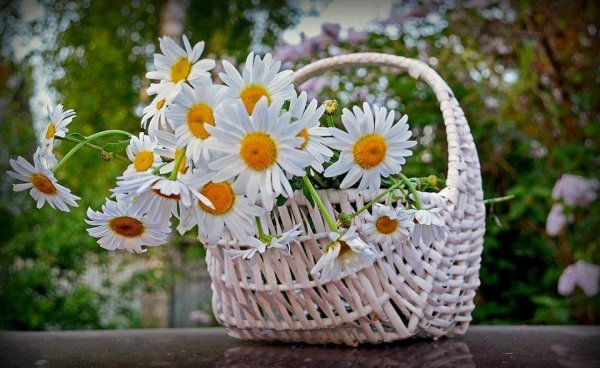 Корзинка с ромашками