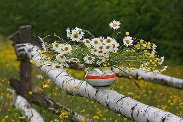 Березы и ромашки