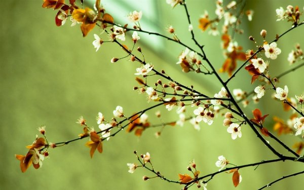Весенняя природа