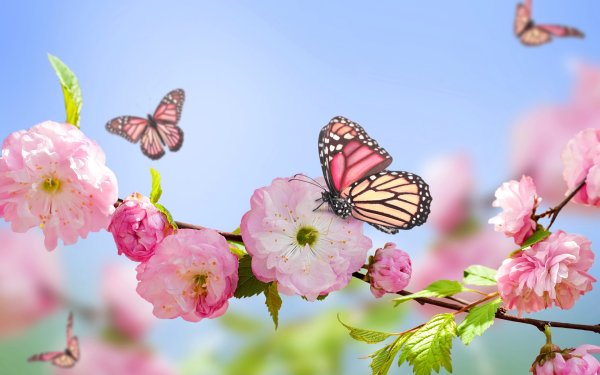 Фон природа цветы