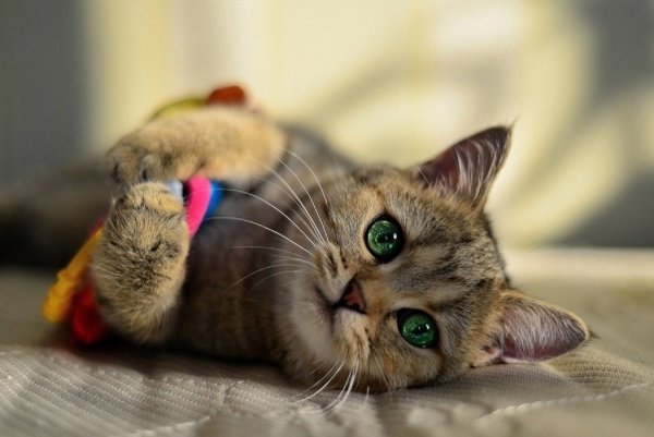 Котенок для поднятия настроения