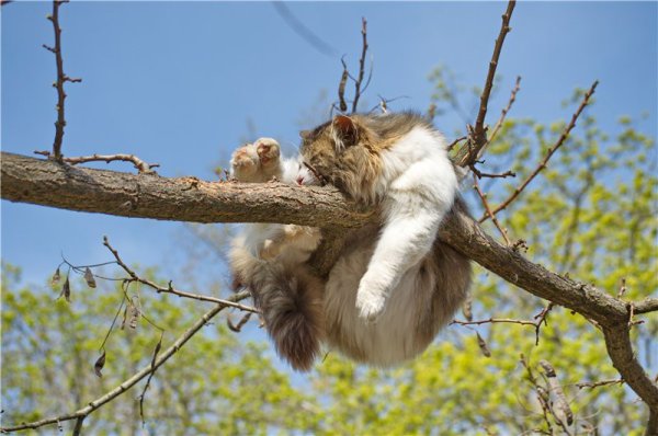 Котик висит на дереве