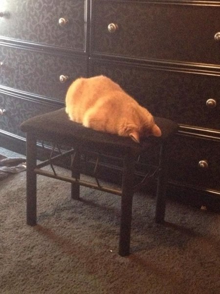 Кот уткнулся мордой в пол