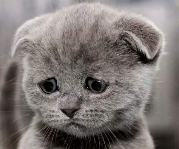 Смешные высказывания про плохое настроение