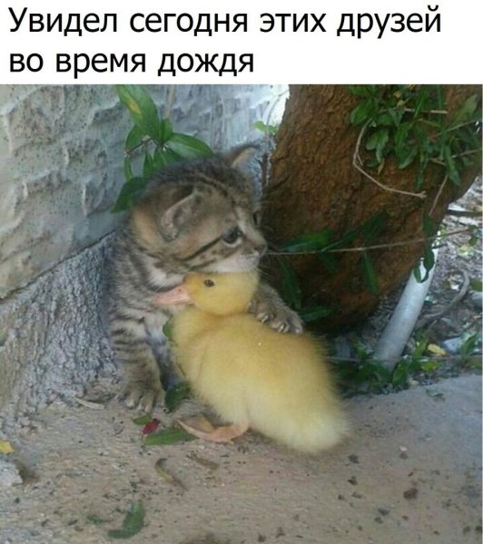 Прикольные фото для поднятия настроения с надписями