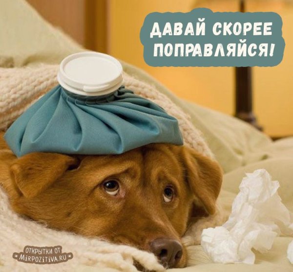 Выздоравливай скорее