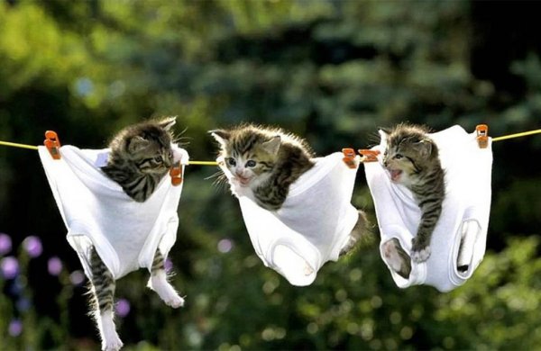 Котики для поднятия настроения