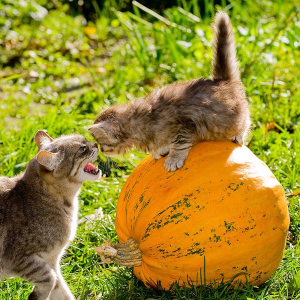 Картинки для поднятия настроения