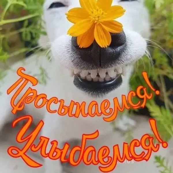Улыбок и отличного настроения удачного дня
