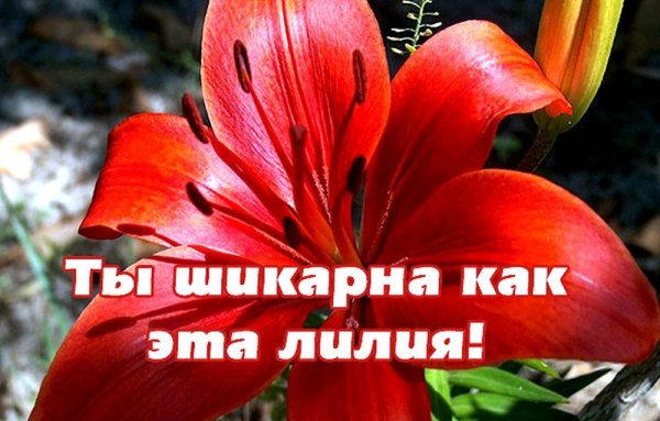 Приятные слова женщине чтобы ей было приятно и поднять настроение