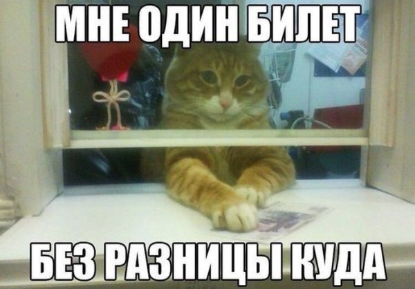 Анекдоты про кошек в картинках