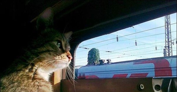 Неправильно ты дядя Федор грустишь