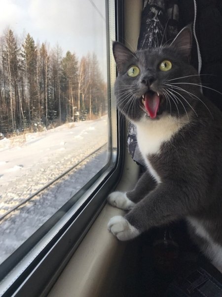 Ляпы в мультиках