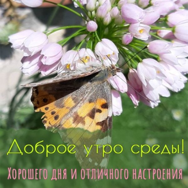 Доброе утро среда