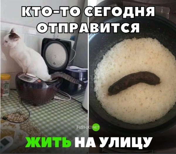 Смешные картинки до слёз для поднятия настроения