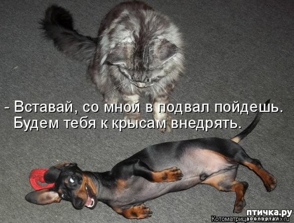 Смешные картинки с надписями для поднятия настроения