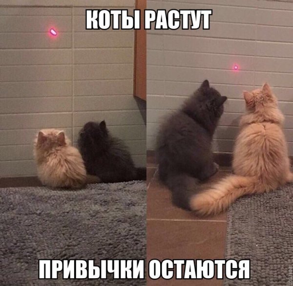 Котики для поднятия настроения