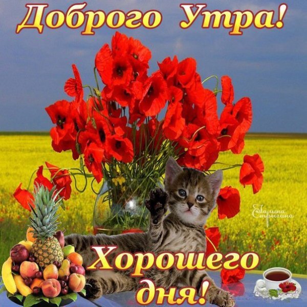 Доброе утро четверга пожелания