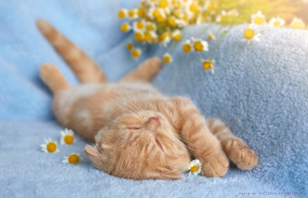 Котенок. Спокойной ночи!