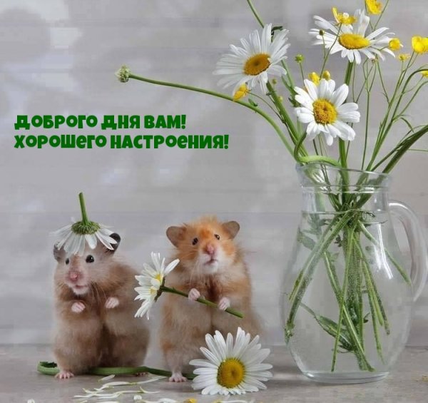 Позитивного дня и хорошего настроения