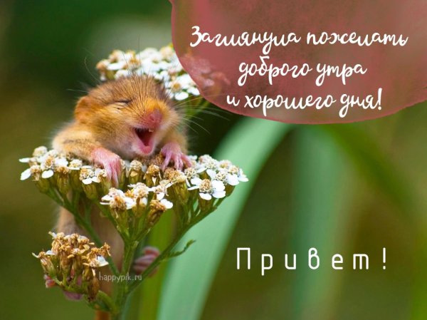 Забавные животные