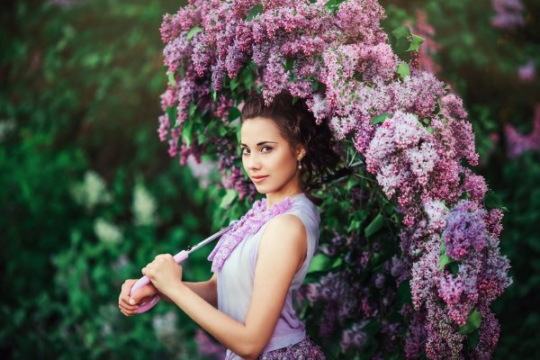 Сирень леди Линдсей